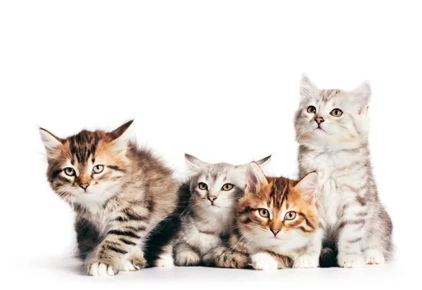 Gatos Siberianos Retrato Quatro Gatinhos Bonitos Mesma Ninhada Isolados Fundo — Fotografia de Stock