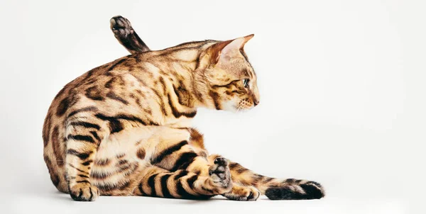 Chat Bengale Couché Dans Une Drôle Pose Sur Fond Blanc — Photo