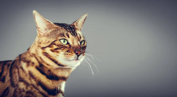 Bengala Gato Potrait Sobre Fondo Gris Gato Raza Pura — Foto de Stock