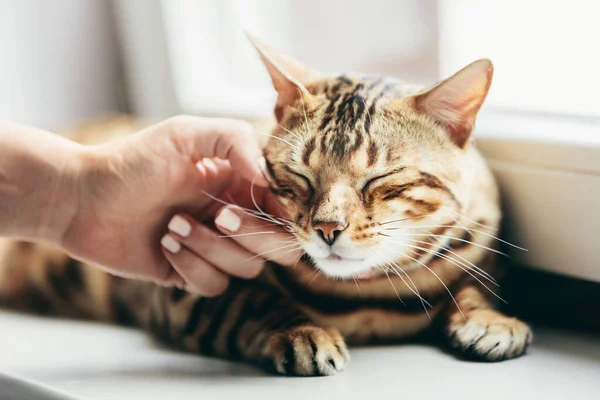 Gato Bengala Feliz Adora Ser Acariciado Pela Mão Mulher Sob — Fotografia de Stock