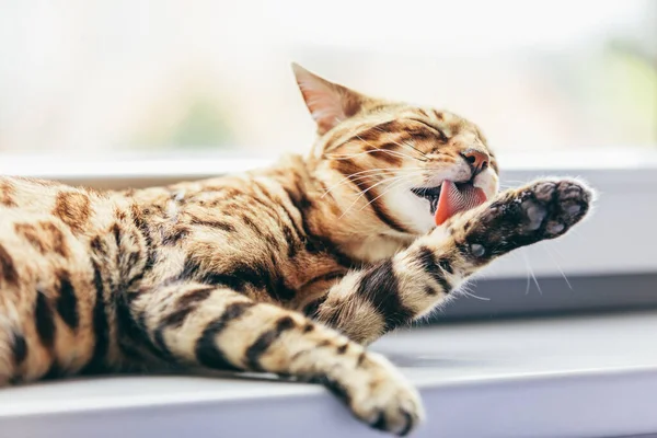 Кошка Ухаживает Собой Чистит Мех Пока Отдыхает Подоконнике Бенгальский Кот — стоковое фото