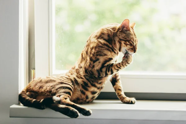 Γάτα Ετοιμάζεται Καθαρίσει Πόδια Του Στο Περβάζι Του Παραθύρου Γάτα — Φωτογραφία Αρχείου