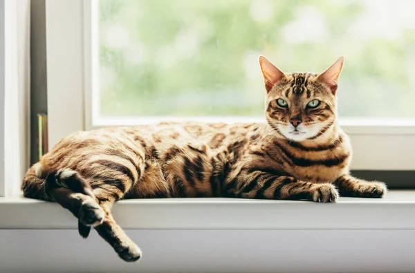 Gato Bengala Relajado Tumbado Alféizar Ventana Mirando Cámara Luz Natural —  Fotos de Stock