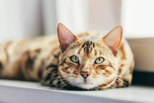 Gato Bengala Descansando Relajándose Mientras Está Acostado Alféizar Ventana Casa — Foto de Stock