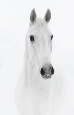 White horse yüksek anahtar