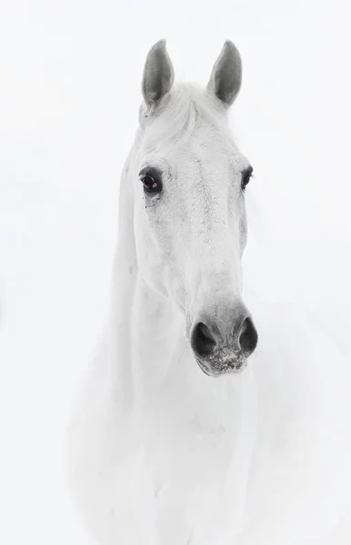 Белая лошадь в высоком ключе — стоковое фото