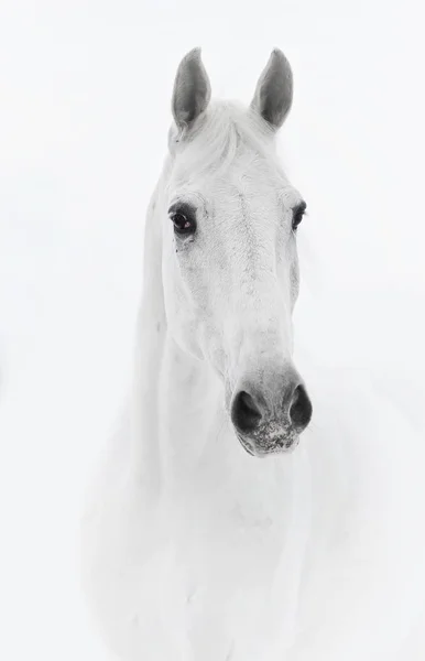 Caballo blanco en clave alta — Foto de Stock