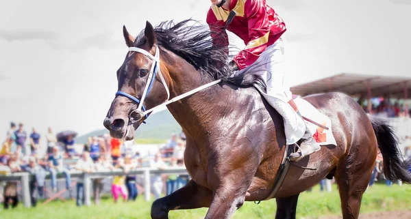 Ritratto del cavallo da corsa in azione — Foto Stock