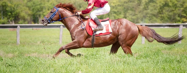 Cavalo de corrida retrato em ação — Fotografia de Stock