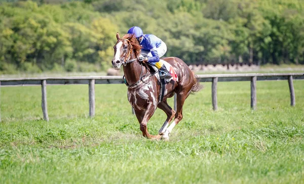 Ritratto del cavallo da corsa in azione — Foto Stock