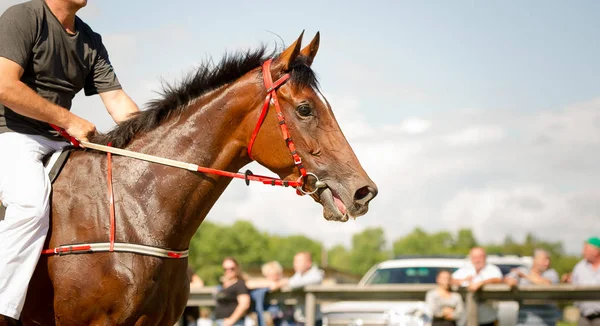 Cavalo de corrida retrato de perto — Fotografia de Stock