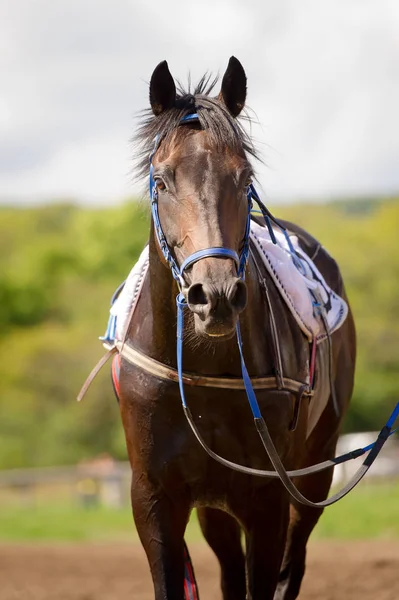 Cavalo de corrida retrato de perto — Fotografia de Stock
