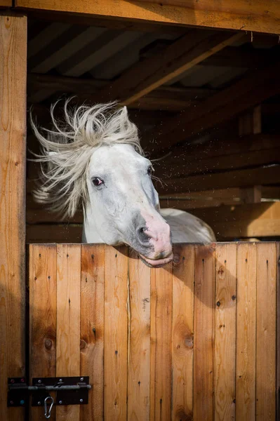 Retrato engraçado de cavalo branco tremendo crina — Fotografia de Stock