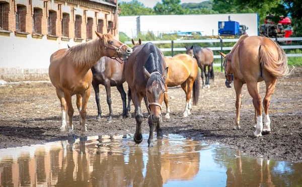 Nevhodné mare odpočívá v paddocku poblíž obrovské louže vody s odrazem oblohy — Stock fotografie