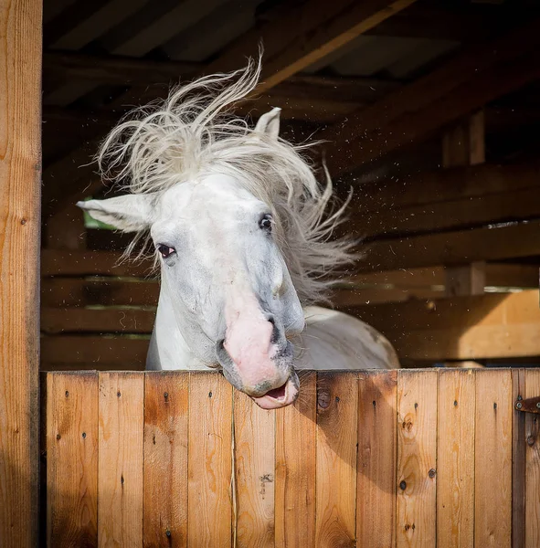 Divertido retrato de caballo blanco sacudiendo melena — Foto de Stock
