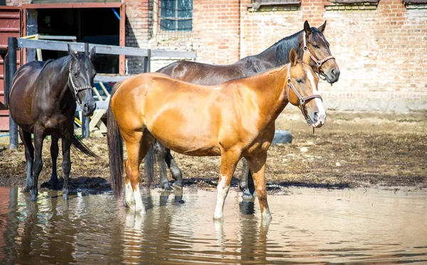 Zwangere baai paard van het kwart merrie in de Wei val — Stockfoto