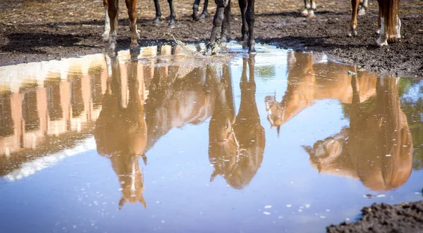 Reflection herd of mares and the blue sky in a huge puddle — Stock Photo, Image