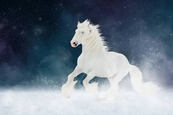 White Shire cheval étalon fonctionne galop sur fond de ciel étoilé — Photo