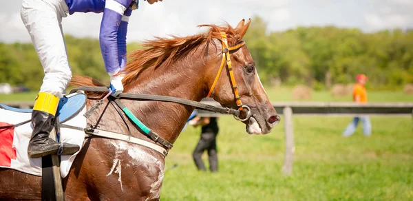 Πορτρέτο άλογο αγωνιστικά εσωτερικη — Φωτογραφία Αρχείου