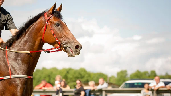 Ritratto del cavallo da corsa da vicino — Foto Stock