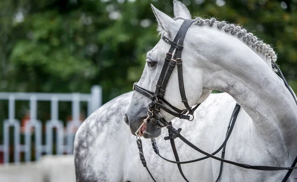 Cavallo bianco da vicino durante dressage spettacolo — Foto Stock