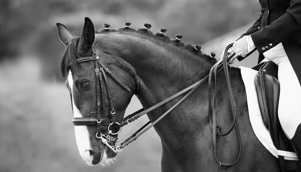 Primer plano de la cabeza un caballo de doma de bahía, blanco negro — Foto de Stock