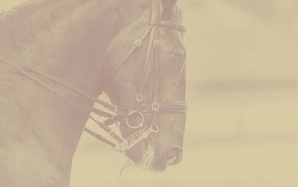 バナーの背景の白黒 bacjground の美しい馬の頭 — ストック写真