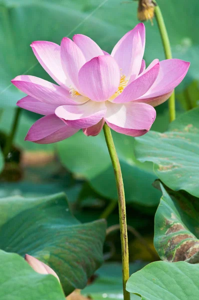 Flor sagrada de loto fósil vivo de cerca — Foto de Stock