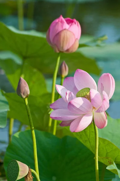 Posvátný lotos flower živoucí fosílie zblízka — Stock fotografie