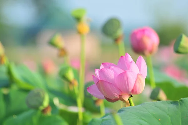 Szent lotus flower élő kövület közelről — Stock Fotó
