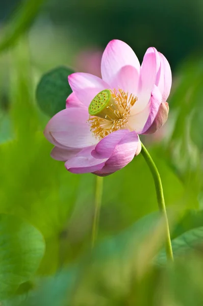 Flor sagrada de loto fósil vivo de cerca — Foto de Stock