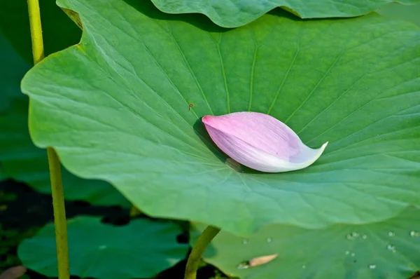 Voda na lotosovém listu. — Stock fotografie
