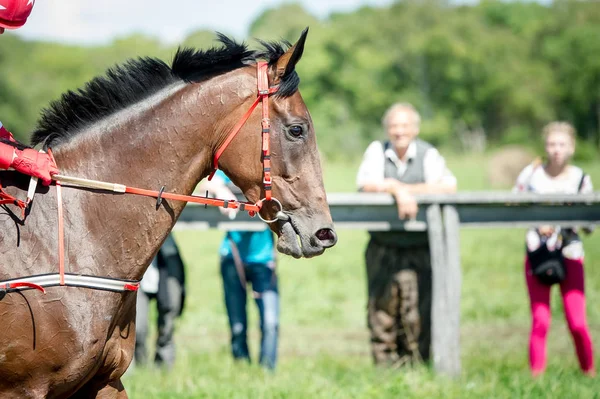 Racing häst porträtt närbild — Stockfoto
