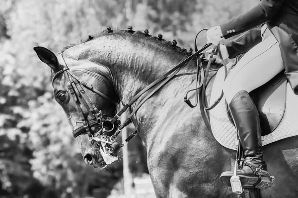 Primo piano della testa un cavallo di dressage di baia bianco-nero — Foto Stock