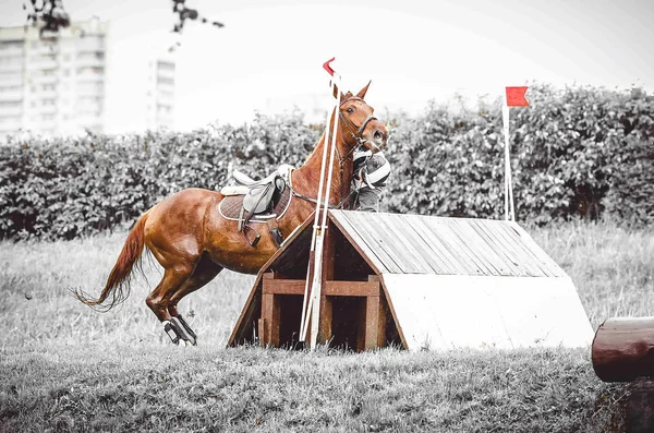 Dangerous sport, the rider falls off the horse, the disobedience, abrupt stop in front of hard obstacle, duotone art — Stock Photo, Image