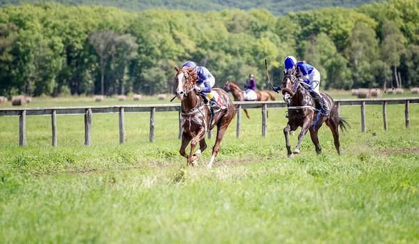 Två racing häst porträtt i aktion — Stockfoto