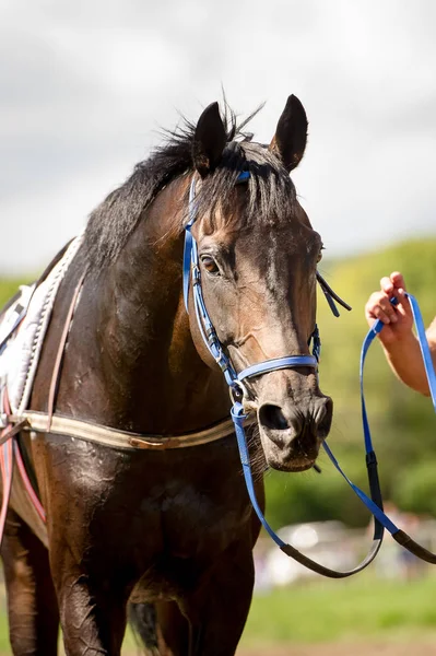 Závodní kůň portrét zblízka — Stock fotografie