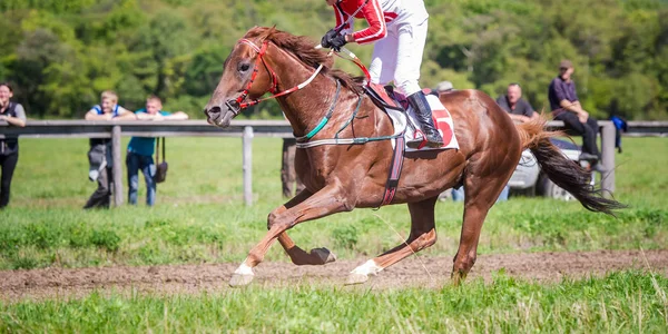 Ritratto del cavallo da corsa in azione — Foto Stock