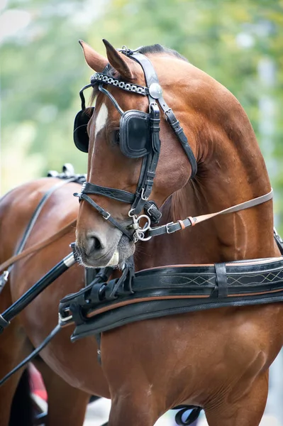 Retrato del carro de la bahía caballo de conducción — Foto de Stock