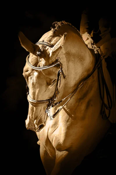 Retrato de um cavalo esporte dressage — Fotografia de Stock