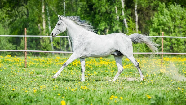 Летом на пастбище бежит белая лошадь — стоковое фото