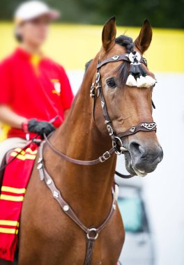 Defne polo pony İspanyol dekorasyon açık portre içinde geleneksel dikey portrate kapat