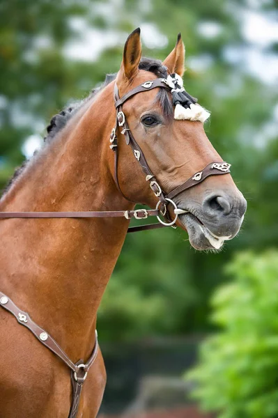 Bay Polo Pony Nahaufnahme vertikale Portrait in traditionellen spanischen Dekoration Outdoor-Porträt auf grünem Hintergrund — Stockfoto