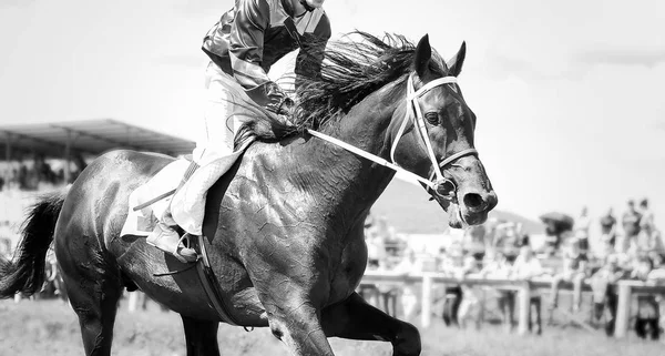 Ritratto del cavallo da corsa in azione — Foto Stock