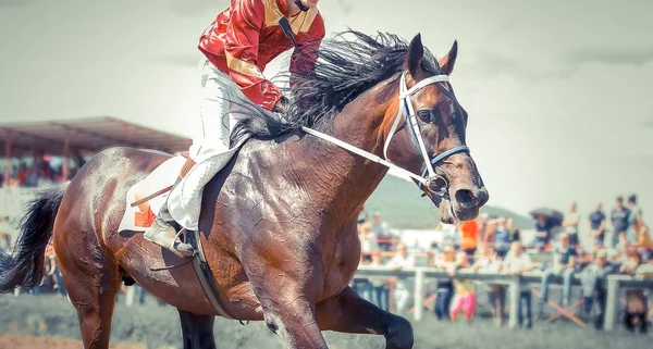 アクションで馬の肖像画のレース — ストック写真