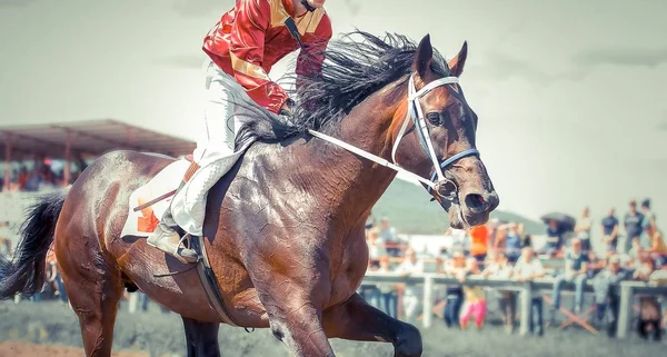 Cavalo de corrida retrato em ação — Fotografia de Stock