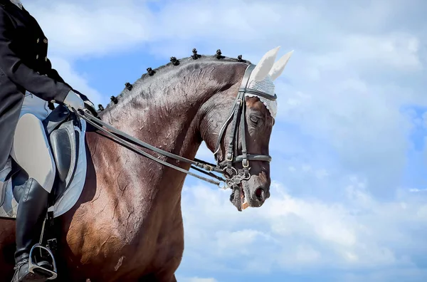 Equestrian sport - dressage head of sorrel horse — Stock Photo, Image