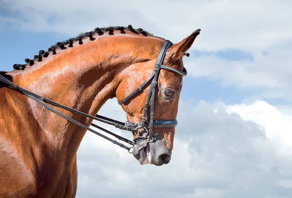 Hippische sport - dressuur hoofd van zuring paard — Stockfoto