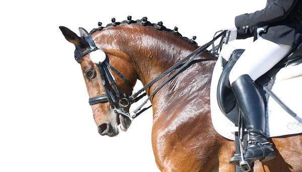 Retrato esportivo equestre - cabeça de curativo de cavalo de azeda — Fotografia de Stock