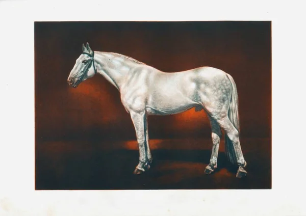 Orlovs トロッター種牡馬の馬を描く — ストック写真